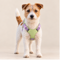 Backpack Harness