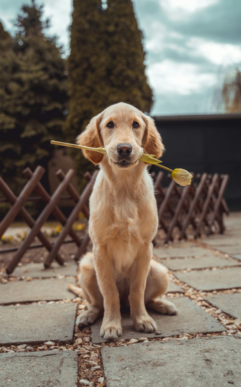 Reflective Leash